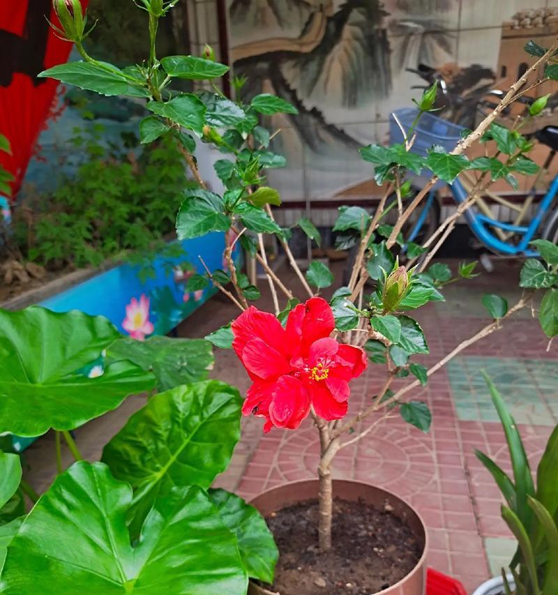 木槿花的养殖技巧是什么？如何让木槿花花开不断？