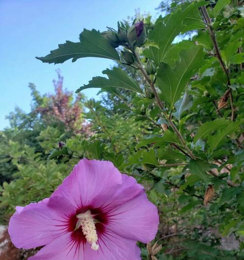 木槿花的养殖技巧是什么？如何让木槿花花开不断？