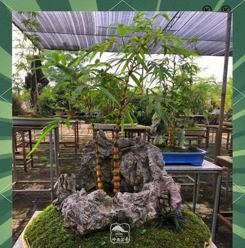 盆景竹子种植的步骤是什么？