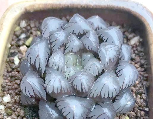 玉露有多少种品种？各品种的养护要点是什么？