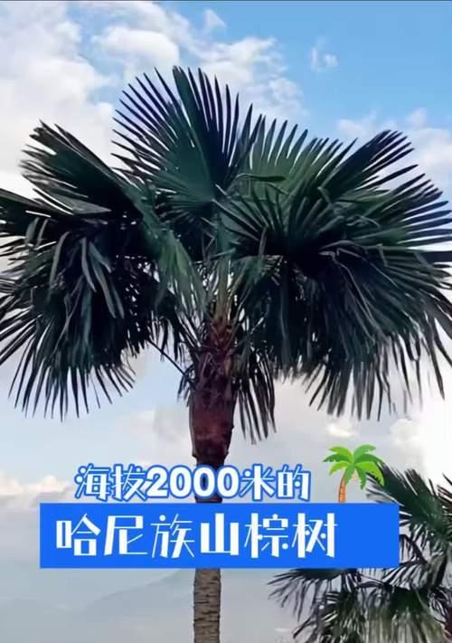 棕树的种植步骤和养护技巧是什么？
