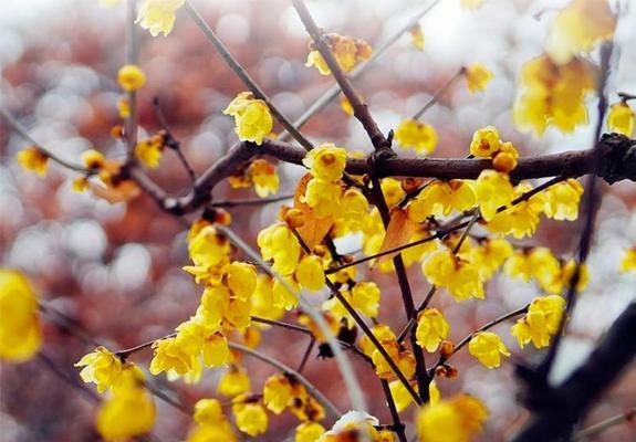 腊梅花的种类及其特点是什么？