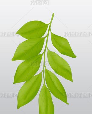叶子下垂是因为什么？植物叶子下垂的常见原因及解决方法？