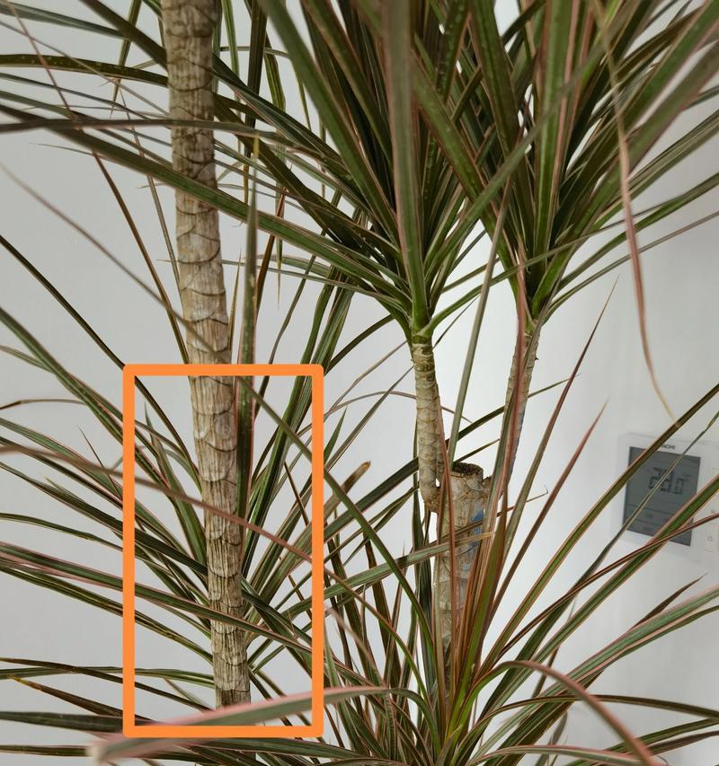 叶子下垂是因为什么？植物叶子下垂的常见原因及解决方法？