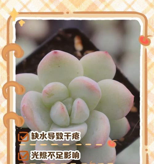叶子下垂是因为什么？植物叶子下垂的常见原因及解决方法？