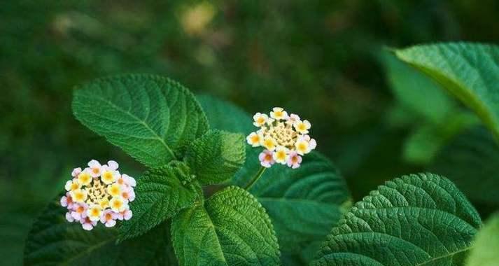 臭味的植物有哪些？它们的用途是什么？