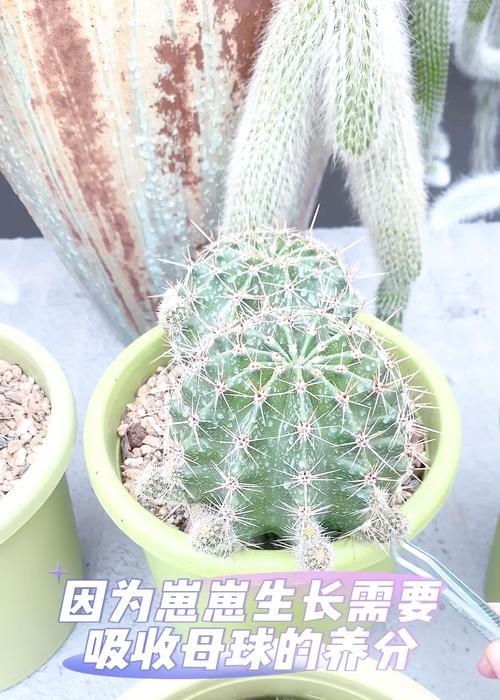 仙人球繁殖的正确方法是什么？如何保证仙人球的健康生长？