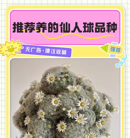 仙人球繁殖的正确方法是什么？如何保证仙人球的健康生长？