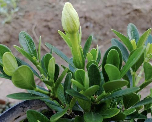 栀子花的种植和护理方法是什么？