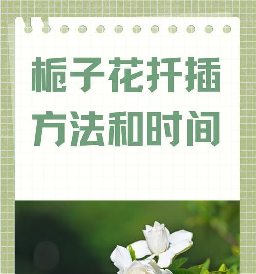 栀子花的种植和护理方法是什么？