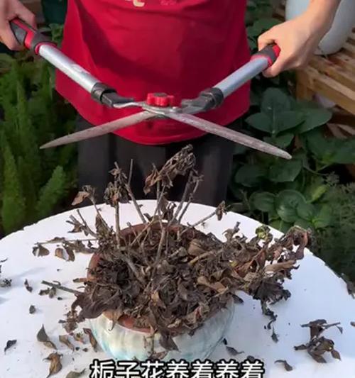 栀子花的种植和护理方法是什么？