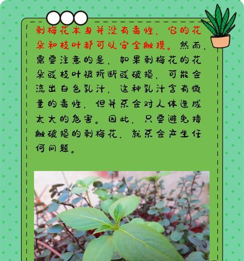 哪些花卉含有毒素？有毒的花卉有哪些？