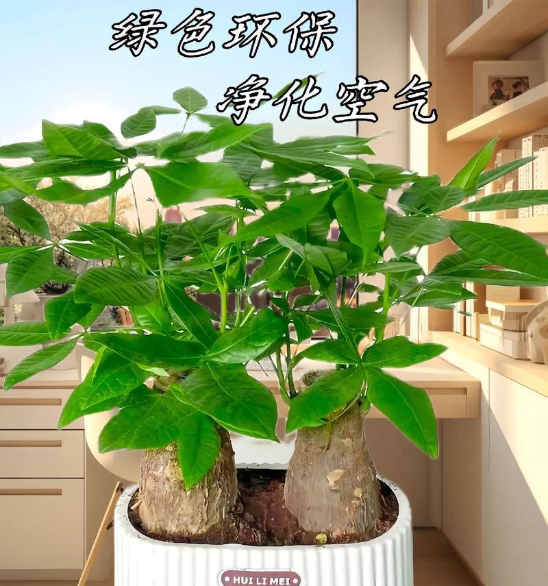 盆栽发财树的养护方法和常见问题是什么？