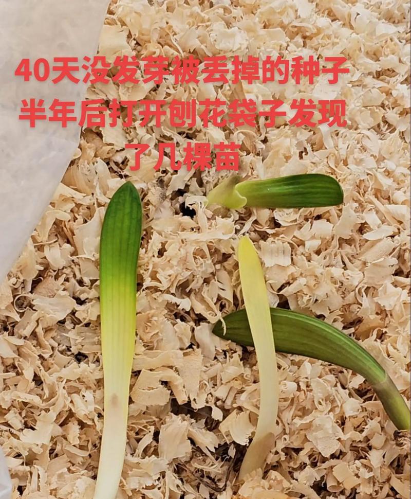 君子兰的土壤选择是什么？