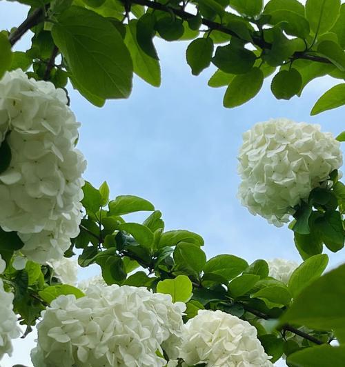 琼花有哪些经典品种？如何选择适合的琼花品种？