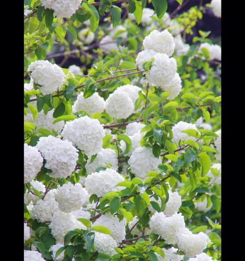 琼花有哪些经典品种？如何选择适合的琼花品种？