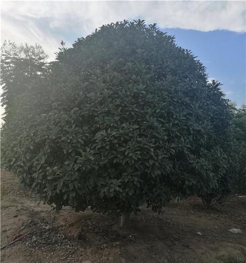 红叶石楠修剪的最佳时机是什么时候？方法有哪些？