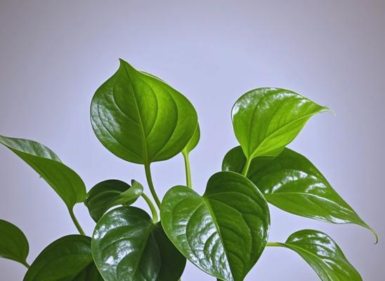 大盆绿萝的养殖技巧和注意事项有哪些？