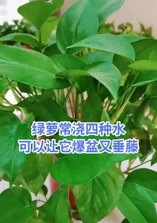 大盆绿萝的养殖技巧和注意事项有哪些？