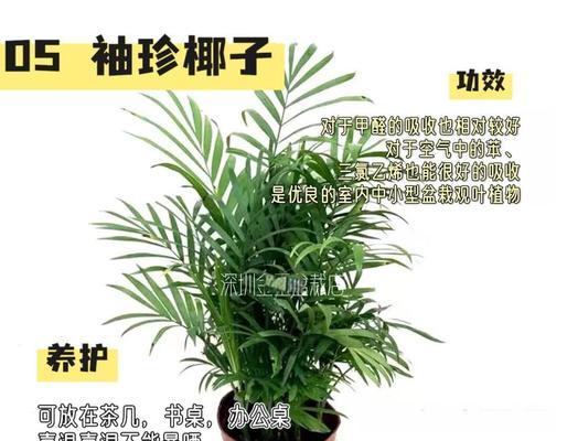 哪些植物能有效除甲醛？它们的净化效果如何？