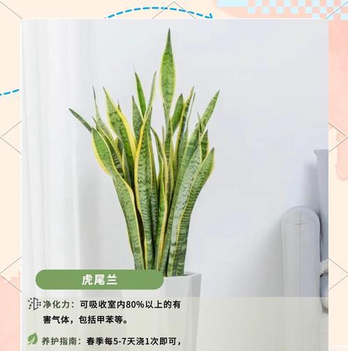 哪些植物能有效除甲醛？它们的净化效果如何？