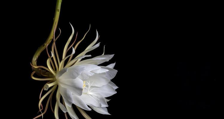 昙花修剪技巧以促进多开花？