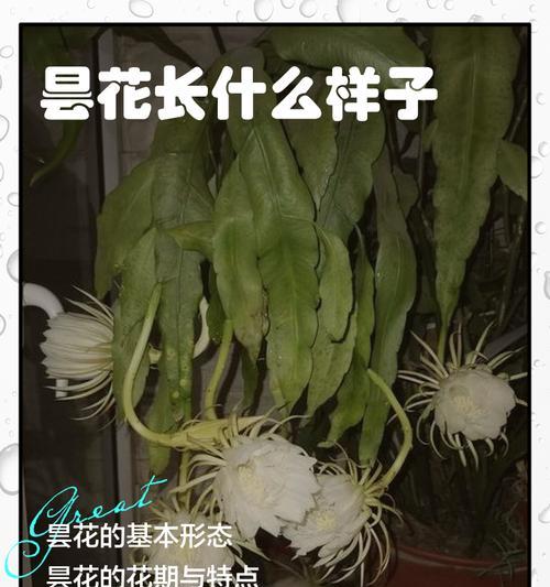 昙花修剪技巧以促进多开花？