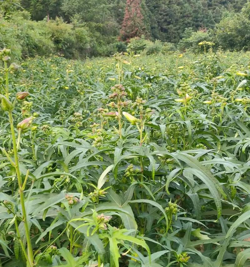 蜀葵什么时候播种？播种蜀葵的正确时间和方法是什么？