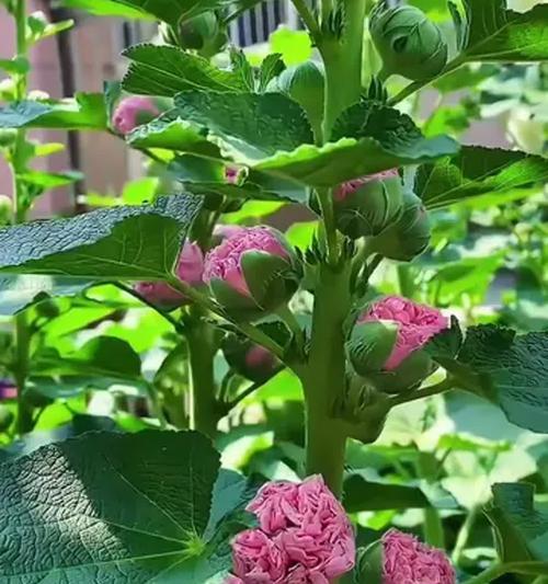 蜀葵什么时候播种？播种蜀葵的正确时间和方法是什么？