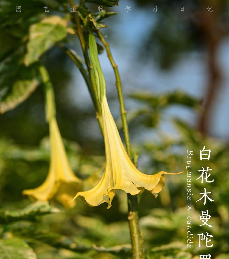 曼陀罗有哪些品种？曼陀罗的种植和毒性注意点？