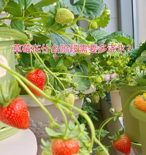 草莓种子盆栽的步骤是什么？如何提高成活率？