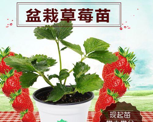 草莓种子盆栽的步骤是什么？如何提高成活率？