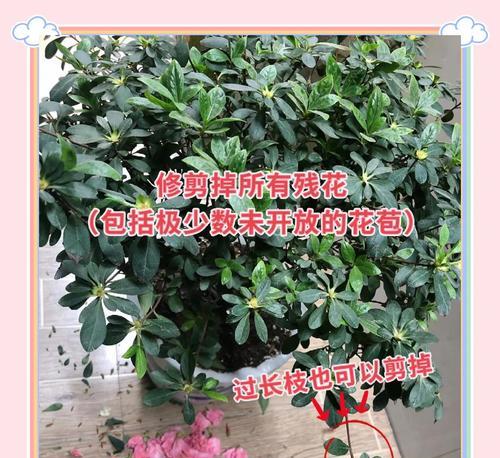 杜鹃花换盆的最佳时机和步骤是什么？