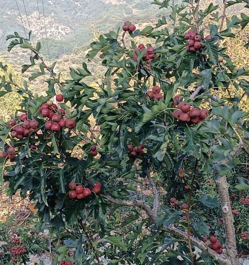 山里红种植的正确方法是什么？