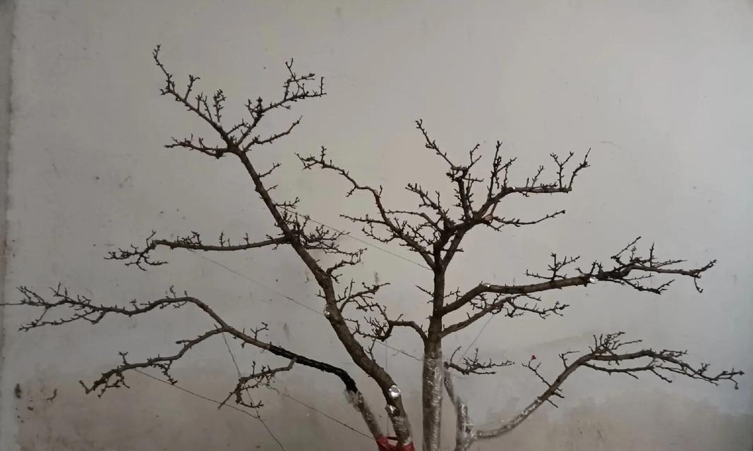 山里红种植的正确方法是什么？