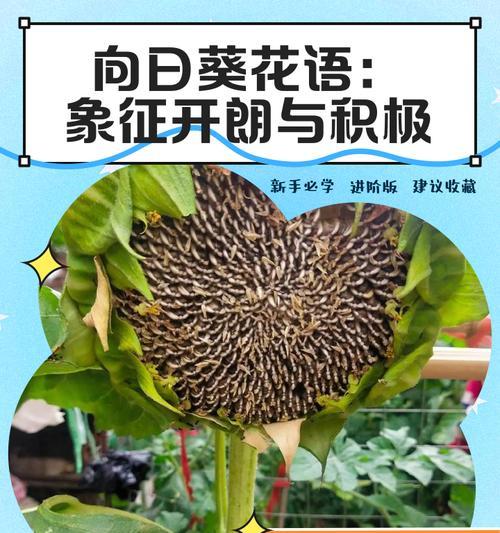 向日葵的花语和象征意义是什么？