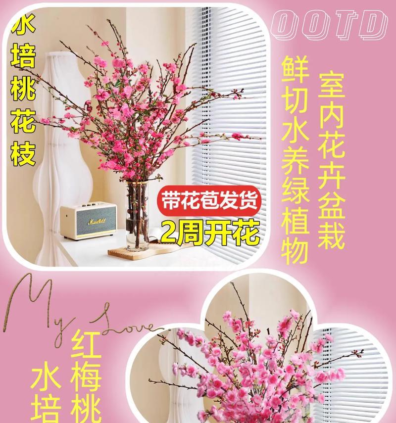 樱花枝条水培生根方法是什么？如何正确进行？