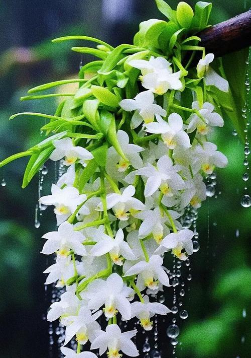 适合送给爸爸的花有哪些？这些花的花语和寓意是什么？