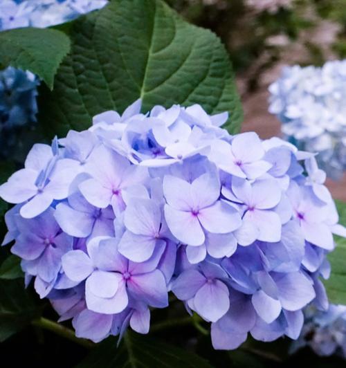 适合送给爸爸的花有哪些？这些花的花语和寓意是什么？