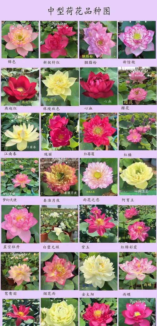 荷花种子播种的最佳时间是什么时候？