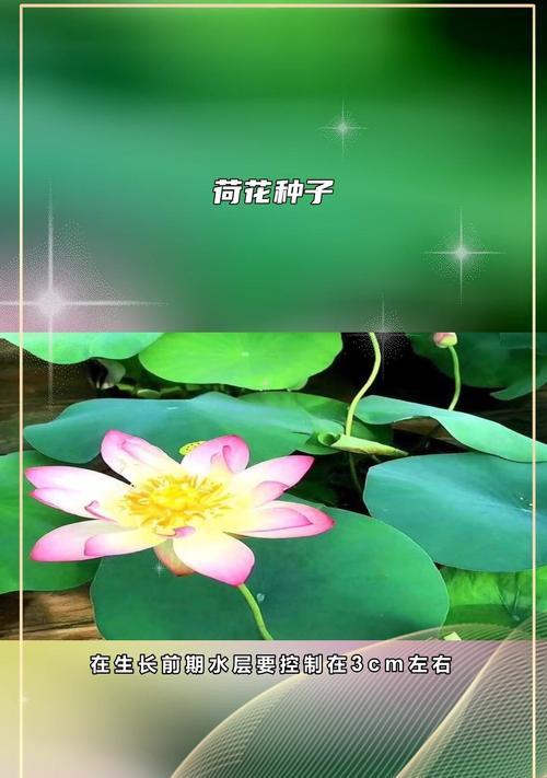 荷花种子播种的最佳时间是什么时候？