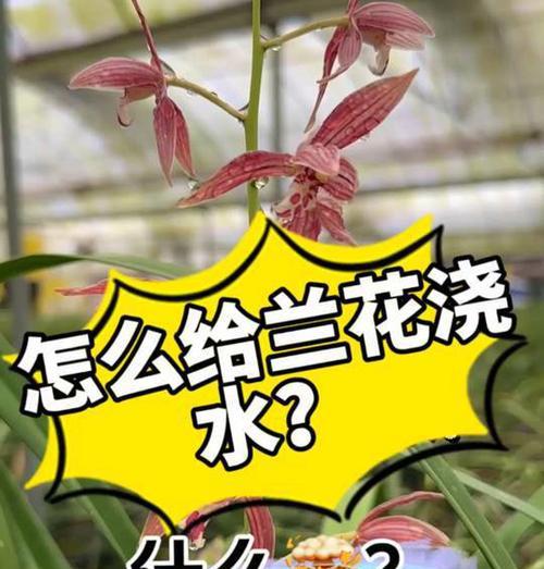 兰花冬天浇水方法是什么？冬天给兰花浇水需要注意什么？