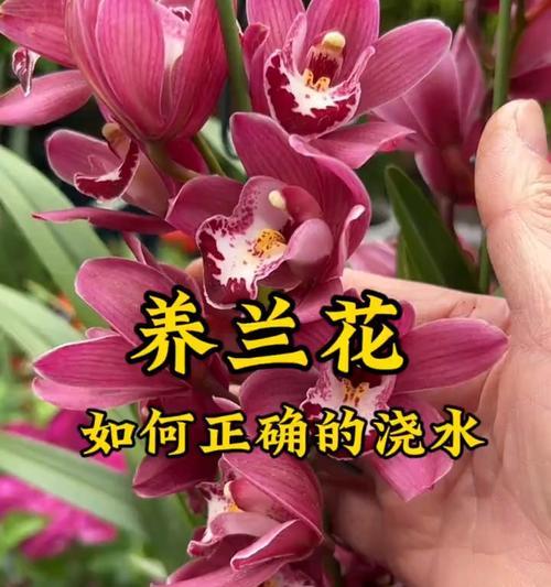 兰花冬天浇水方法是什么？冬天给兰花浇水需要注意什么？
