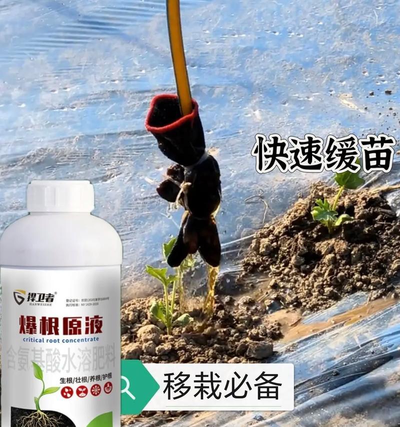西瓜种植过程中需要注意哪些问题？