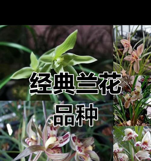 兰花品种名称大全哪里找？如何选择适合自己的兰花品种？