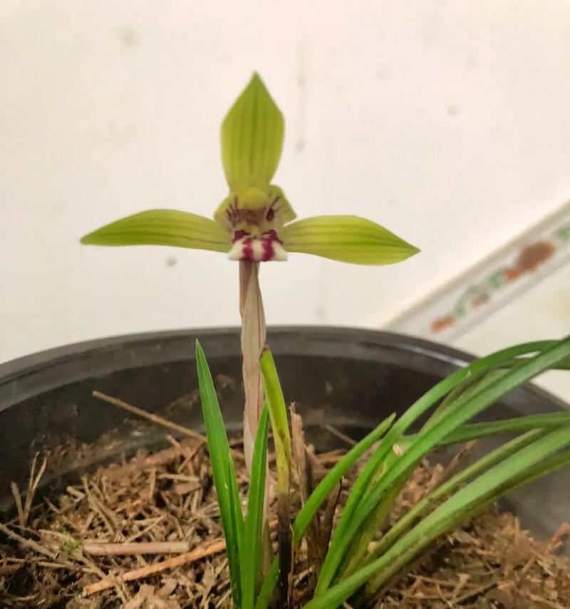 兰花品种名称大全哪里找？如何选择适合自己的兰花品种？