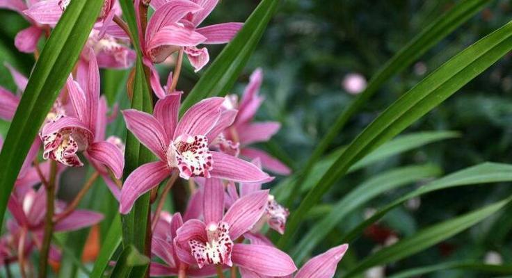 兰花品种名称大全哪里找？如何选择适合自己的兰花品种？