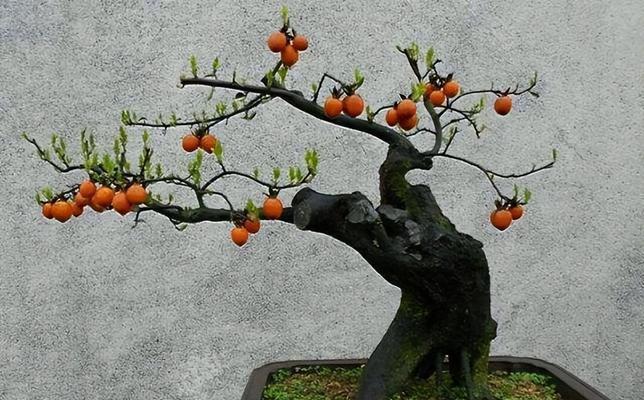 金弹子开花的季节是什么时候？