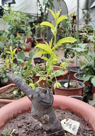 金弹子开花的季节是什么时候？