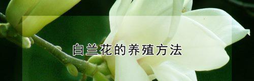 白兰树繁殖方法是什么？如何提高白兰的繁殖成功率？